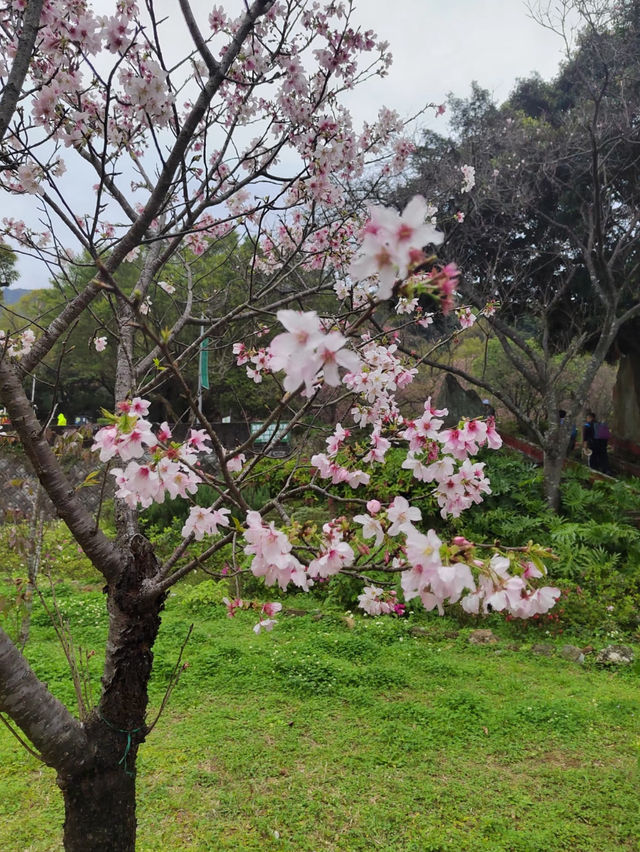 台北賞花海勝地「陽明山 竹子湖」🌸