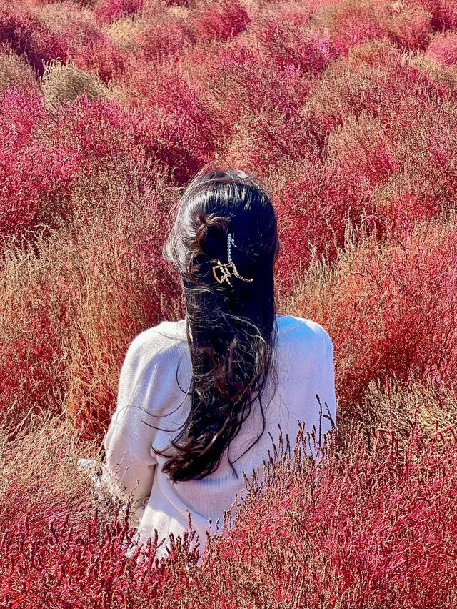 경주의 핑크뮬리 스팟은 여기🩷