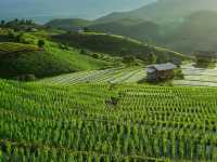 นาขั้นบันไดป่าบงเปียง เชียงใหม่🌾🌿