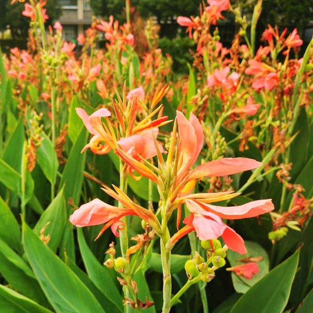 觀瀾河濕地公園