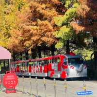 Seoul Grand Park in autumn is pure magic!