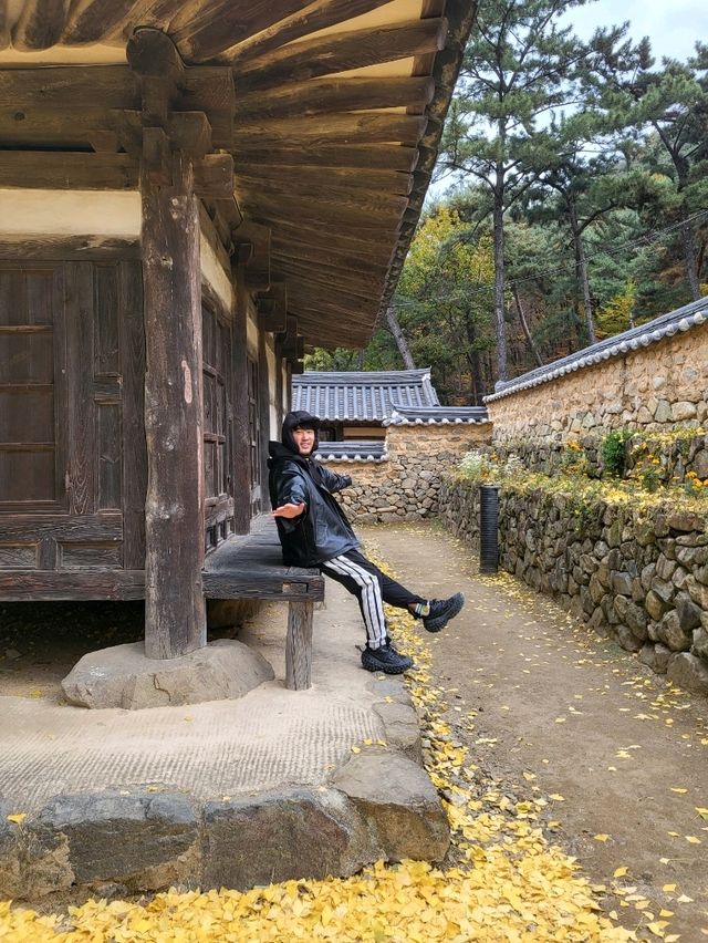 노랑 은행카펫이 깔린 늦가을의 금시당