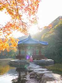 (실시간) 붉은빛 옷 갈아입기 시작한 정읍 내장산🍁🤎