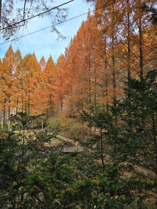 현실감없이 아름다운 가을여행 탑티어🍁