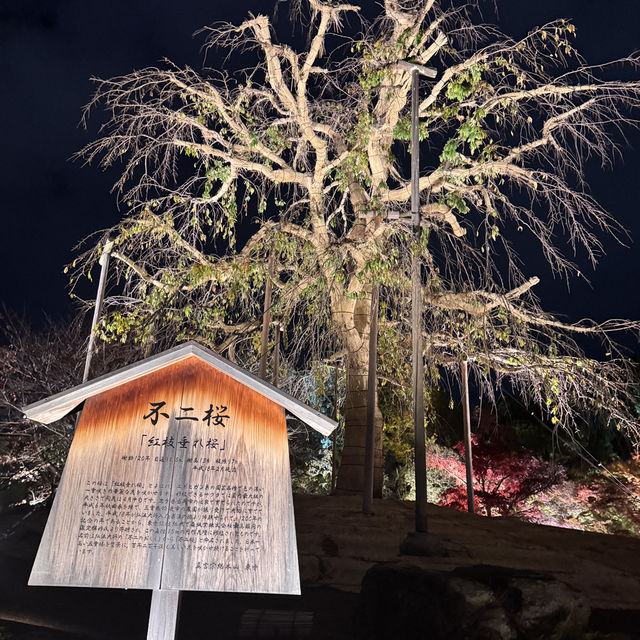 怎能抗拒「東寺夜楓」的倒影😍