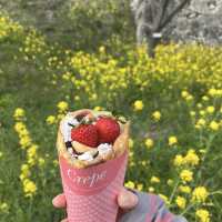 【岡山県津山市】鶴山公園の桜まつり🌸