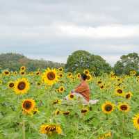 ดอกทานตะวันที่บานแล้วที่ไร่มณีศร 🌻