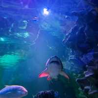Dive Into Fun at Aquaria KLCC: A Must-Visit for Families Visiting Kuala Lumpur 🐠