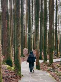 One Day Trip from Taipei to Alishan🏞️🍁