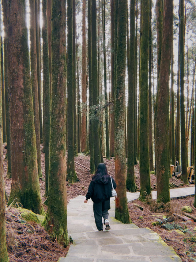 One Day Trip from Taipei to Alishan🏞️🍁
