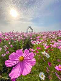 早朝から夕方まで幻想的なコスモスの絶景を満喫！花の駅せら
