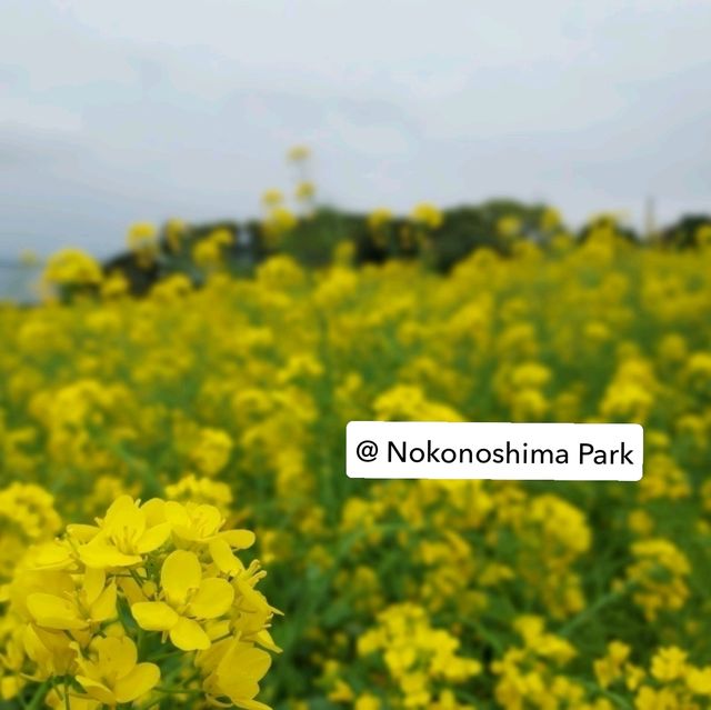 Solo Trip ไปเองไม่ง้อทัวร์ : 4 Days @ Kyushu