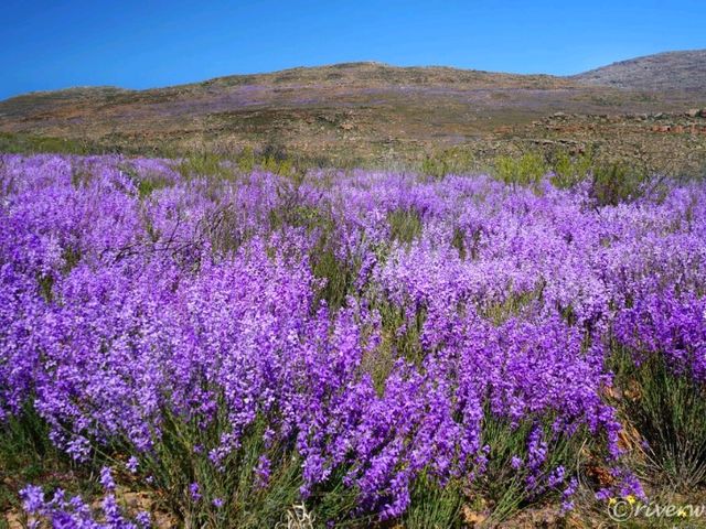 【南アフリカ】砂漠に出現する奇跡の花園！「ナマクアランド」