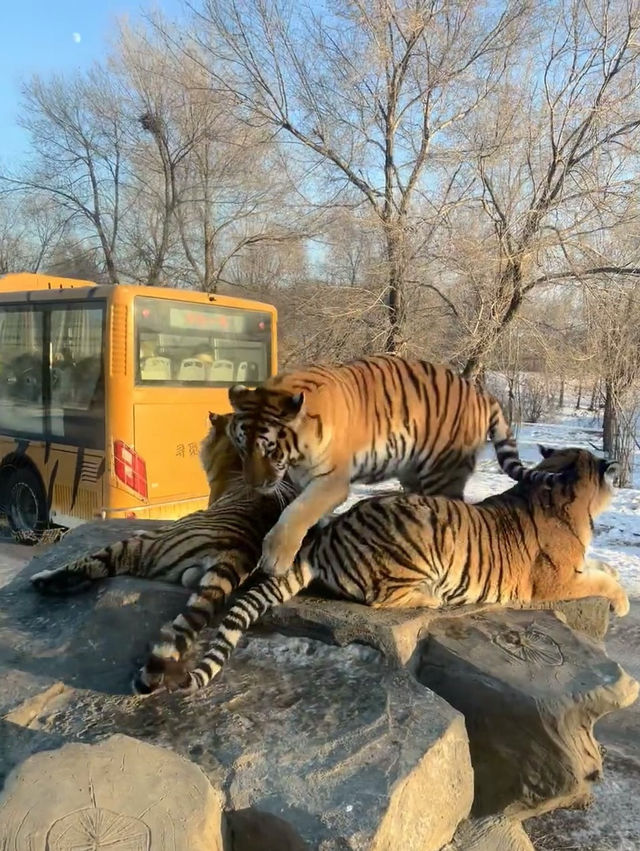 Siberian Tiger Park: Face-to-Face with the Kings of the Snow