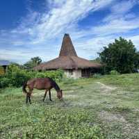 Nice walk in Sumba, Indonesia 🇮🇩