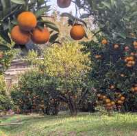 大吉大利新春採橘🍊去