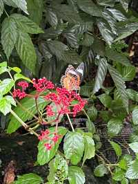 Animals at Singapore’s Zoo