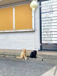 고양이 천국, 아이노시마 섬에서 만난 특별한 하루🐾