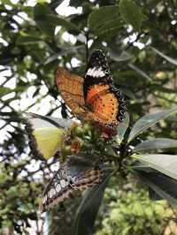 Fluttering Romance: A Couple’s Trip to Entopia Butterfly Farm 🦋❤️
