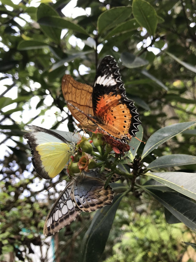 Fluttering Romance: A Couple’s Trip to Entopia Butterfly Farm 🦋❤️