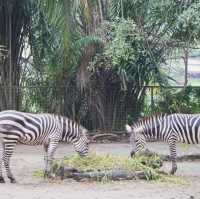 A Safari in the City: Majestic Creatures and Lush Landscapes at Singapore Zoo
