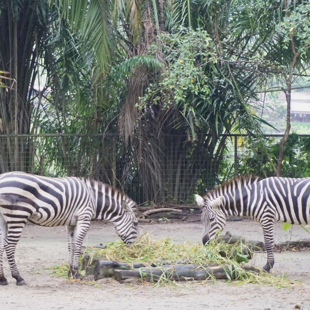 A Safari in the City: Majestic Creatures and Lush Landscapes at Singapore Zoo
