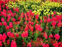 陌上花園浪漫花海