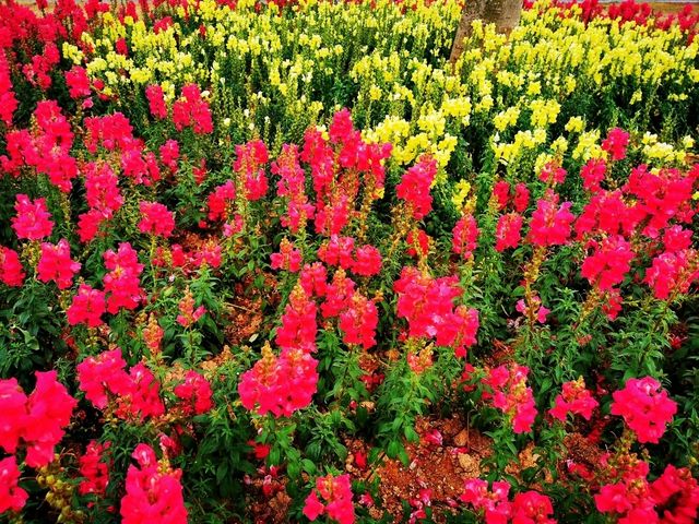 陌上花園浪漫花海