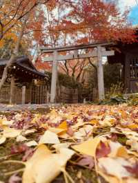 京都｜別樹一格的蓮華寺 靜坐欣賞庭園四季