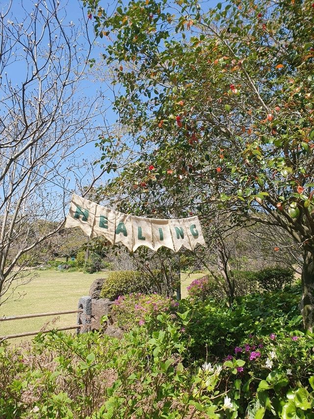 카멜리아 힐🌺 제주도 꽃과 함께하는 힐링 포토스팟