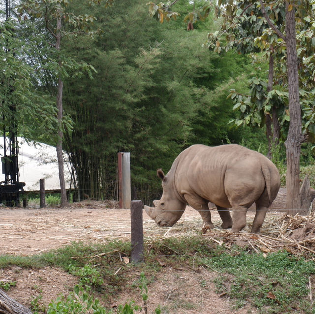 Night Safari แบบเที่ยวกลางวัน 