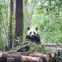 廣州動物園-市中心的動物世界