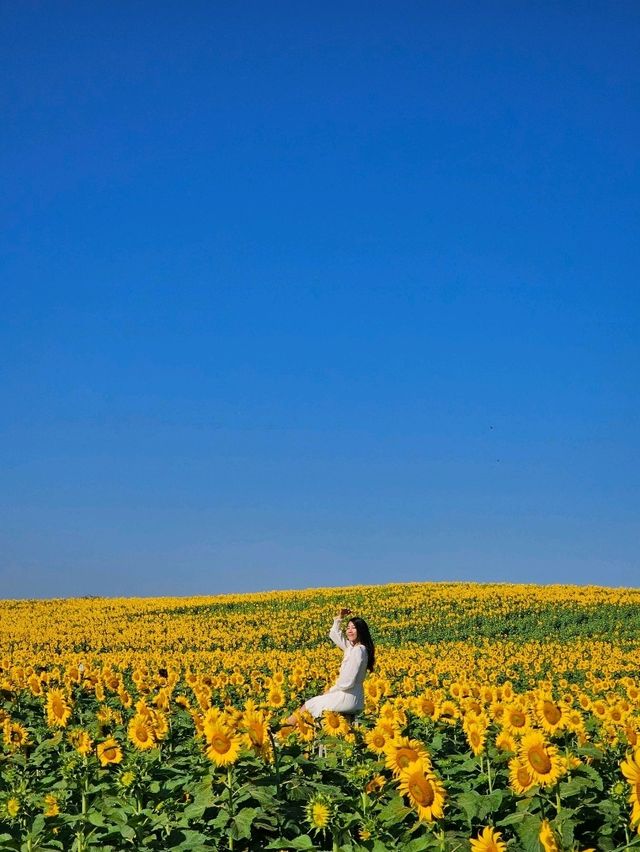 ทุ่งดอกทานตะวัน ไร่มณีศร เขาใหญ่ 🌻