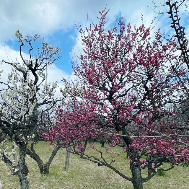 Osaka’s Hidden Springtime Gem: Plum Blossom Grove 🇯🇵