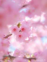 🌸 Matsuda Sakura Festival 🌸