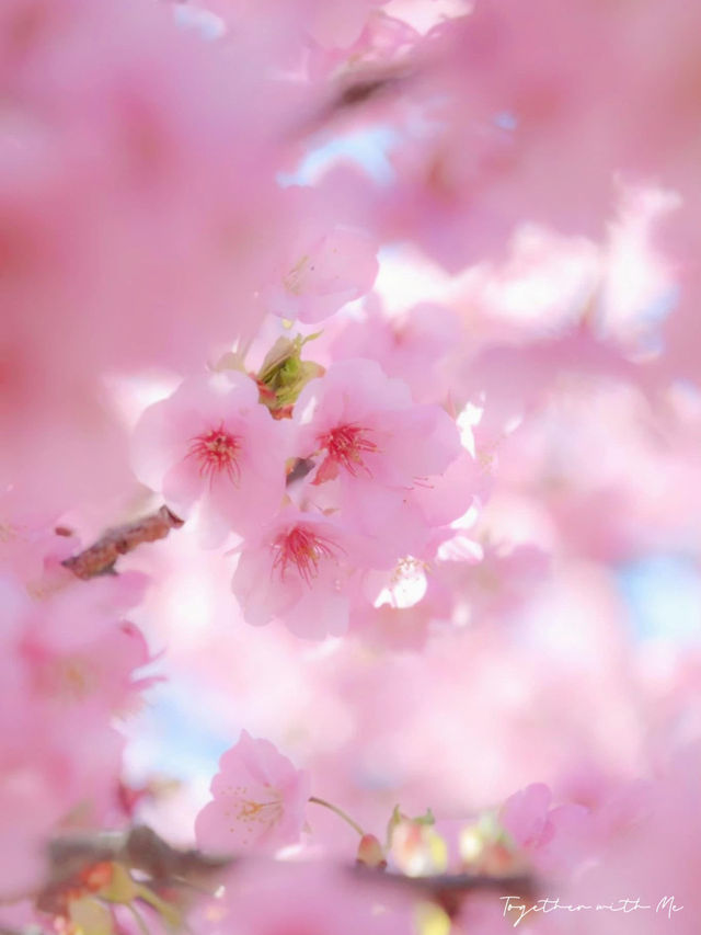 🌸 Matsuda Sakura Festival 🌸