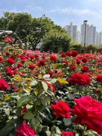 most visited for rose lover