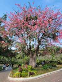 深圳世外桃源✨ 蓮花山公園🌸