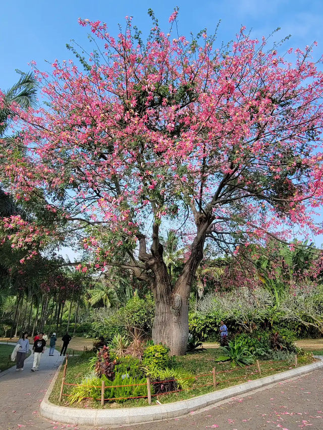 深圳世外桃源✨ 蓮花山公園🌸