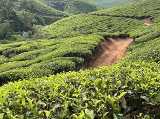 South India: Munnar, a place full of nature