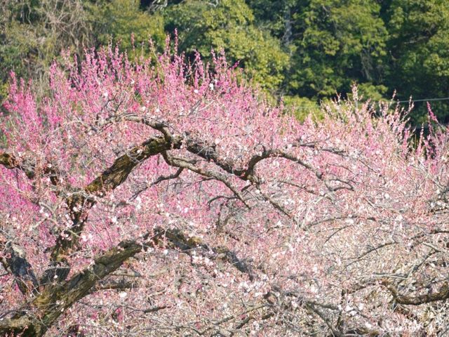 【埼玉県】関東三大梅林！春の風物詩「越生梅林(おごせばいりん)」