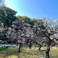 Hamarikyu Gardens (浜離宮恩賜庭園)