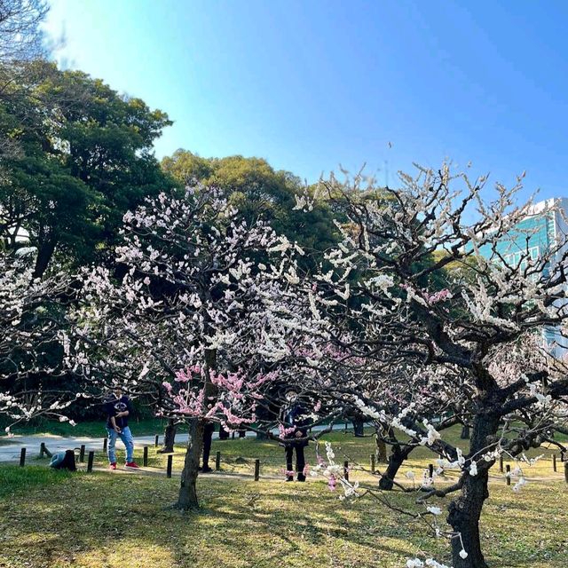 Hamarikyu Gardens (浜離宮恩賜庭園)