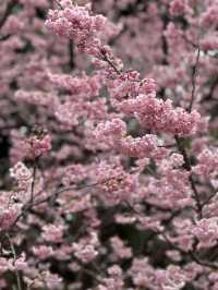 Early Sakura Blooms: Where to Catch Japan’s First Cherry Blossoms!