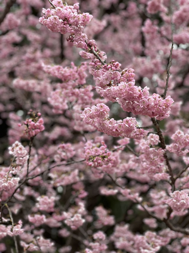 Early Sakura Blooms: Where to Catch Japan’s First Cherry Blossoms!
