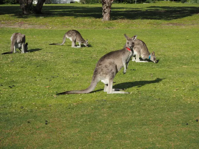 Melbourne 🇦🇺: The Ultimate Melbourne & Great Ocean Road Adventure