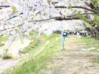ซากุระบานริมสายน้ำ ที่ Hinokinai River, Kakunodate