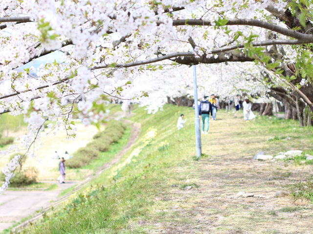 ซากุระบานริมสายน้ำ ที่ Hinokinai River, Kakunodate