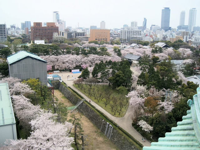 名古屋天守閣賞櫻美景