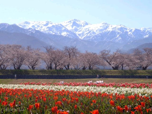 【富山県】立山連峰と春の風物詩「あさひ舟川　春の四重奏」